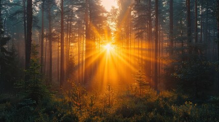 Fototapeta premium Sunrise over a forest, warm light filtering through the trees, tranquil nature scene, copy space for text.
