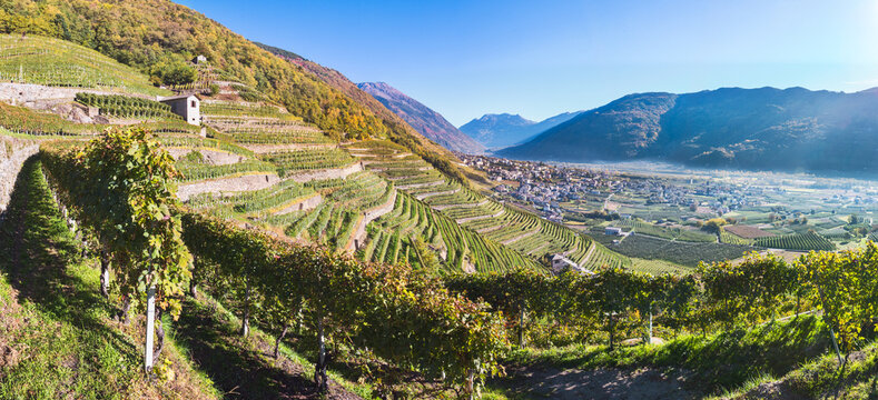 Sunlight in the vineyards in autumn, Bianzone, Valtellina, Lombardy, Italy, Europe