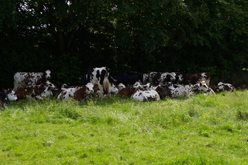 Le Perche - vaches normandes dans un champ &agrave; l'ombre