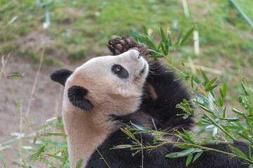 photographs of a panda bear playing with bamboo