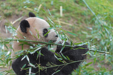 photographs of a panda bear playing with bamboo