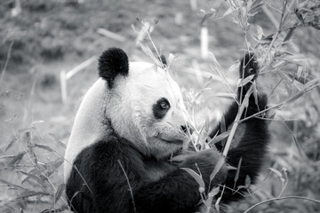 photographs of a panda bear playing with bamboo
