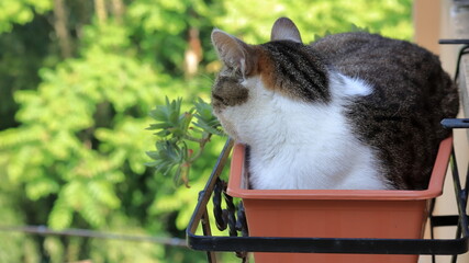 Gatto grigio e bianco dentro un vaso per fiori attaccato fuori balcone.