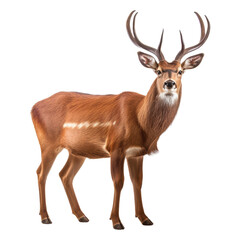 Obraz premium deer isolated on transparent background cutout