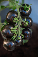 black tomatoes on the bush
