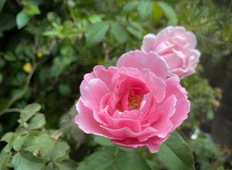 Pink rose flower on garden, isolated pink rose flower, pink rose flower for love romance, Makes you feel fresh, bright, and feels good. Use it to make perfume or beauty business. or a date about love