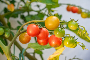 harvest photo, tomatoes hanging on a bush