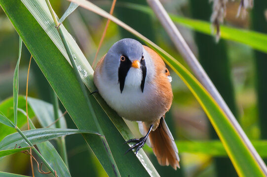 Bearded Tit
