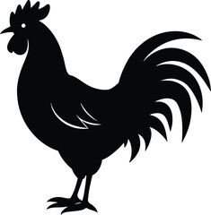 rooster isolated on white background