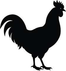 rooster isolated on white background