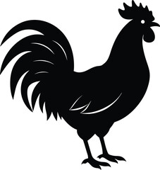 rooster isolated on white background