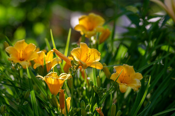 Hemerocallis hybrida mini stella golden flowers in bloom, yellow dwarf hybrid flowering plant