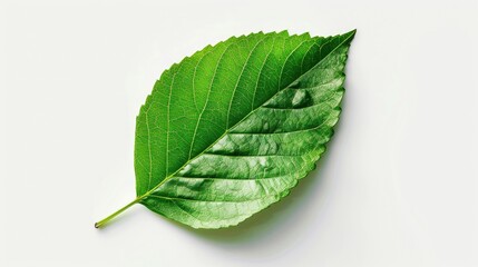 Leaf isolated on a white background