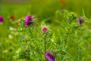 Carduus nutans, nodding thistle in the field