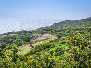 Obraz premium Cap de Bonne-Espérance en Afrique du Sud