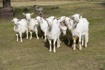 Herd of Sheep Standing on Top of a Lush Green Field