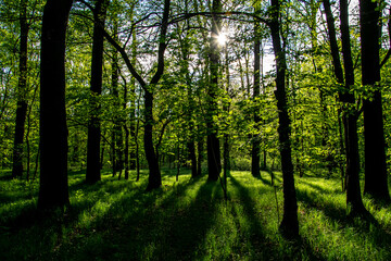 interior of a deciduous forest in spring