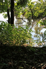 Fototapeta premium Wild reeds growing in the shallow water.