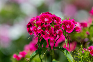 Pink dianthus flowers in bloom