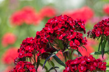 Close up of red dianthus flowers in bloom