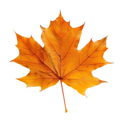 Obraz premium autumn maple leaf isolated with transparent background