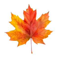 Fototapeta premium autumn maple leaf isolated with transparent background
