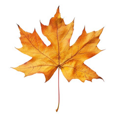 Obraz premium Thiết kế chưa có tên - 1