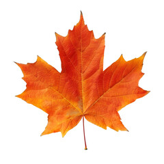 Obraz premium autumn maple leaf isolated with transparent background