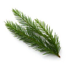 Fresh Green Fir Branch Isolated on a White Background