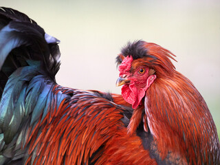 Close up head shot of red rooster isolated on even blurred background