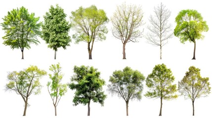 Assorted deciduous trees displaying various leaf shapes and branch structures on a white background