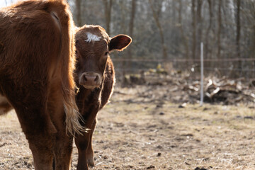 Brown Cow Standing on Top of Dirt Field