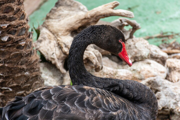 Cisne negro, cygnus atratus, en un estanque de agua verdosa
