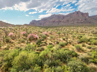 Superstition Mountain with Saguaro Cacti