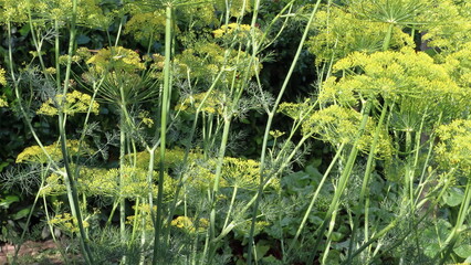  Finocchio selvatico Foeniculum vulgare nel giardino. Fiori di finocchietto selvatico.