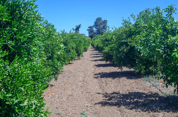 orchard cyprus citrus groves illustration branch leaf, organic vitamin 3