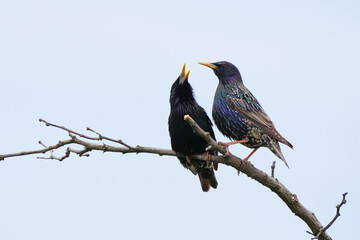 Common starlings mating (Sturnus vulgaris). Male and female birds mating