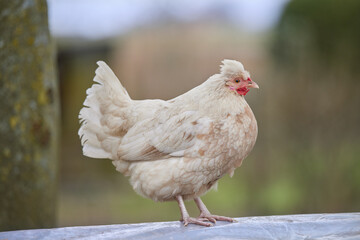 Young white chicken in garden isolated on blurred background with bokeh