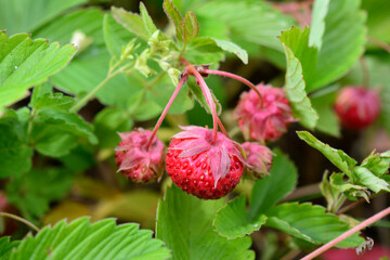 a bush with a red berry on it and a green leaf  