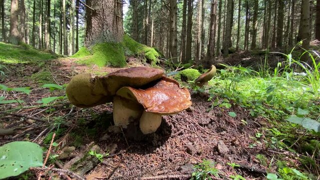 Ceps en el bosque, setas comestibles, boletus edulis, 