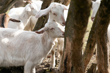 Herd of Goats Standing in Forest