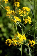 yellow flowers of Sisymbrium strictissimum plant  in summer