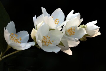 white,fragrant tertaoetalous flowers of jasmine,shrub close up