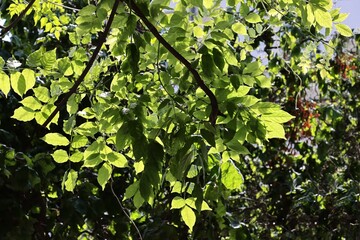 green foliage and twigs of climbin plant milin