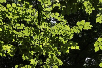 Linden tree and yellow flowers aat spring