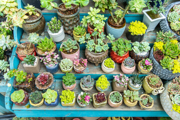 Miniature succulent plants (succulent cactus) at the garden
