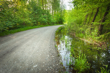 Water by the gravel road in the forest