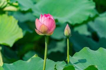 blooming lotus flower over dark background