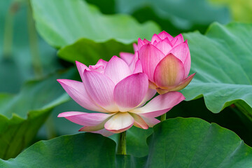 blooming lotus flower over dark background