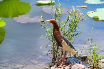 pond heron (Ardeola bacchus) on lotus leaves in pond